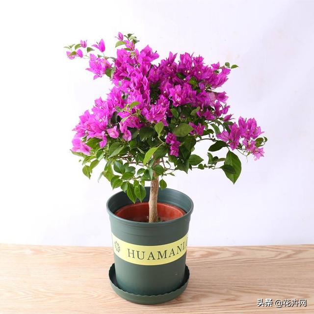 头条问答 三角梅花谢后可重剪吗 春后第一波花谢后三角梅可重剪吗 花卉网的回答 0赞