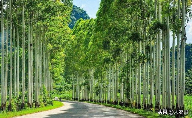 头条问答 - 隔年的尾叶桉树苗,还能种植吗?会有什么影响?(3个回答)