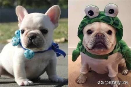 沉默的斗牛犬相关问答:斗牛犬为什么那么大脾气？