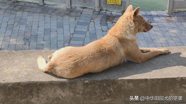 中国福犬视频直播:中华田园犬似乎很少有打疫苗的，怎么身体那么好？
