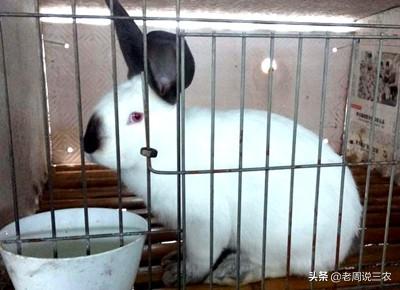 养兔知识怎样预防:引起母兔流产的原因有哪些？怎样预防流产？ 养兔预防哪些病症