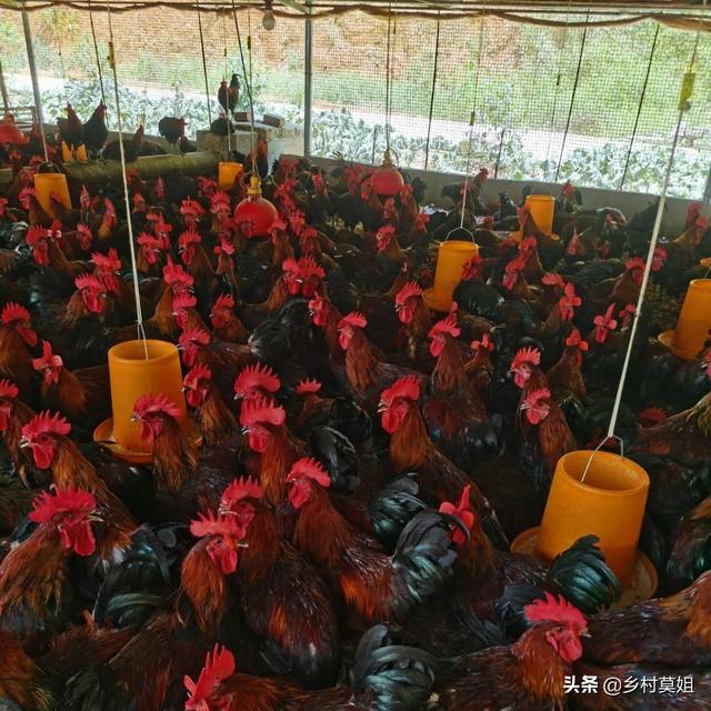 马杜霉素:马杜霉素具有什么作用 如何辨别鸡球虫病感染及如何防控？