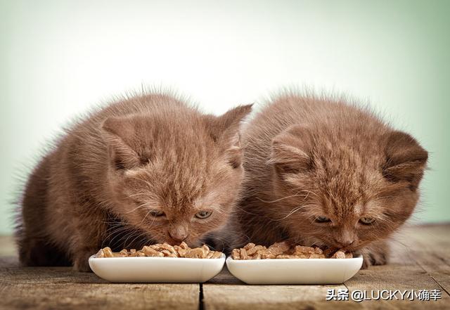 自制猫粮烤干:封城期间，如果猫粮、鱼粮用完了，你们都咋办的？