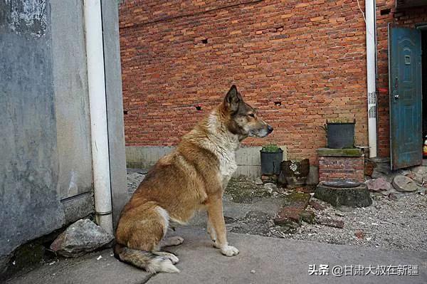 新西兰警犬试穿新款背心:农村俗语“三不问，四不吃，五不摸”何意？老祖宗的话有道理吗？ 警犬背心