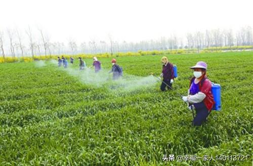 黄疸病是由什么引起的:黄疸病是什么原因造成的 小麦得了黄疸这是什么原因，为什么？