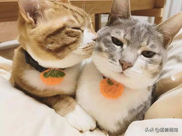 猫咪尿频几分钟一尿:布偶猫尿频尿急会自愈吗？