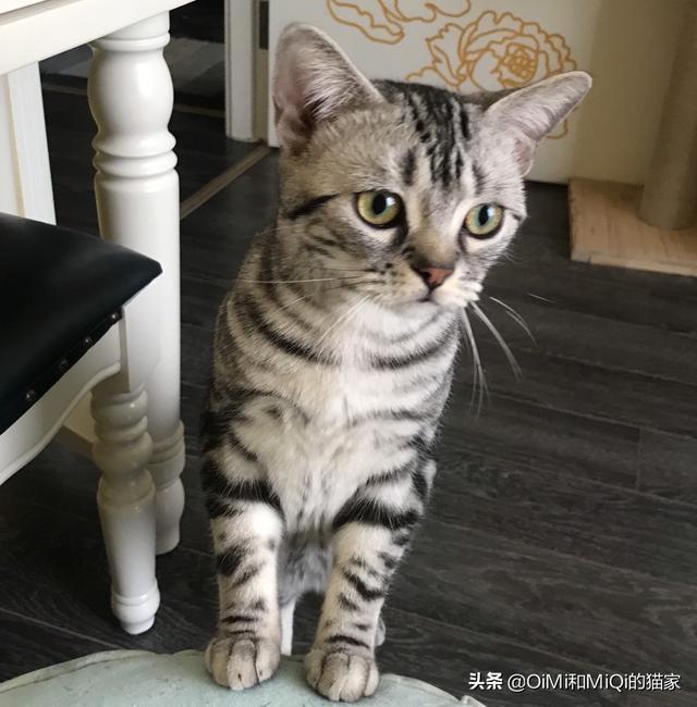 淮安欧洲短毛猫:猫咪英短和美短的区别是什么？ 淮安哪里买英国短毛猫