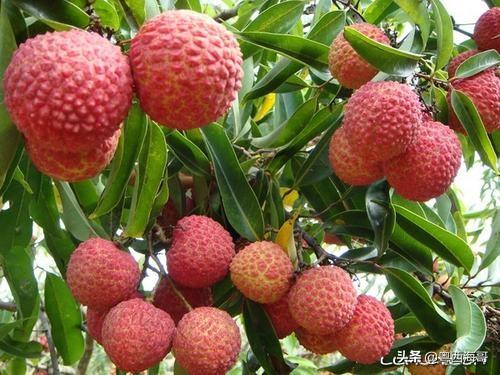 动物疫情一级响应:新冠肺炎防控应急响应级别一、二、三级有什么区别？