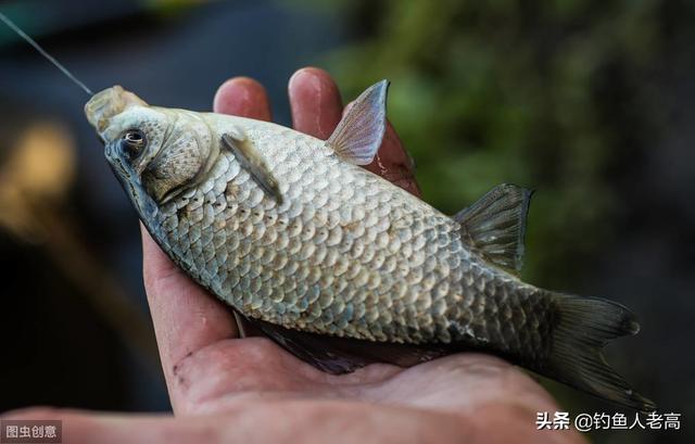 钓鱼药酒配方大全,钓鲫鱼如何配最好的药酒？