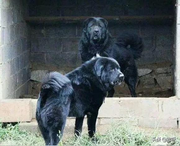 男子喜欢法国獒犬:世界上有哪些宠物猛犬即使藏獒看到也会俯首称臣？为何？