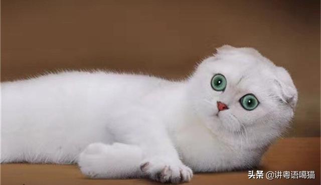 为什么那么多人不敢养折耳猫,有什么缺点吗？