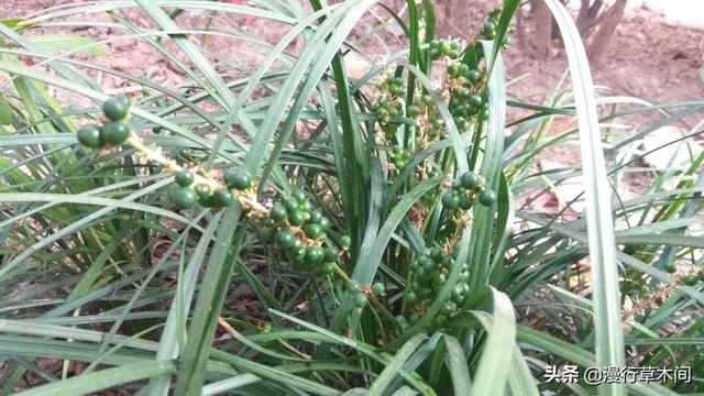 花叶芋根结线虫病:种麦冬把叶子剪短种植可以吗？