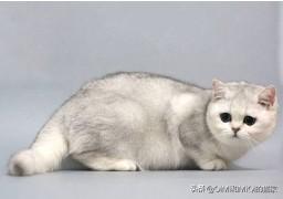 英短什么叫开脸:英短蓝白好看还是蓝猫好看？