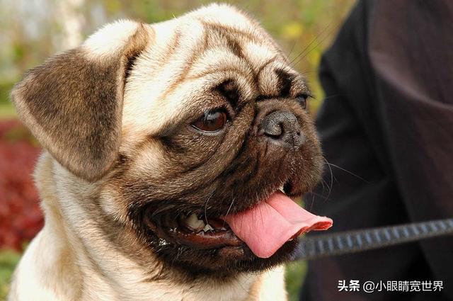 中国巴哥犬俱乐部:法国斗牛犬和巴哥犬哪个好养？