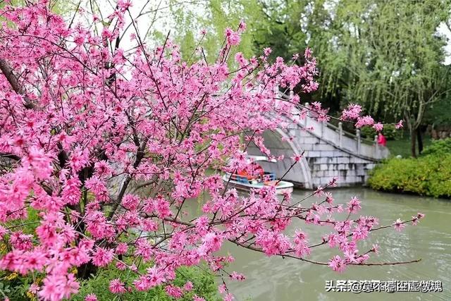 春天在你眼里是什么样子的？有何感受？