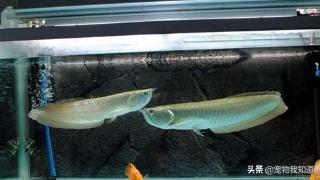 养鱼为什么养单不养双，两条银龙鱼可以放在一起养吗？