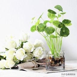 铜钱草的养殖方法和注意事项:夏天养铜钱草，为什么养着养着就叶子就蔫了？