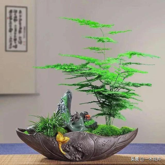 文竹的作用:文竹的作用与功效 文竹怎样养啊它需要阳光吗？