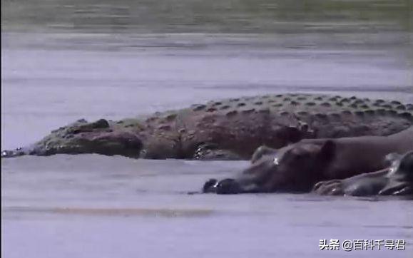 美国防暴犬厉害吗:尼罗鳄古斯塔夫和湾鳄洛龙谁更厉害？