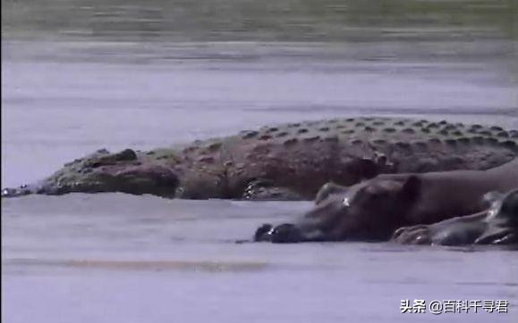 水怪纪录片，尼罗鳄古斯塔夫和湾鳄洛龙谁更厉害