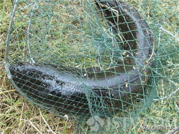 红尾鲶最大能长多大，淡水鱼中的黑鱼最大能长到多少斤？