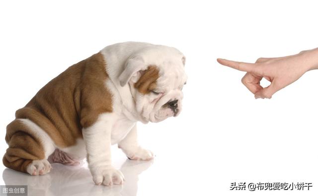 宠物与我:狗狗晚上总是喜欢跳上床跟我睡，咋办？ 宠物与我合集