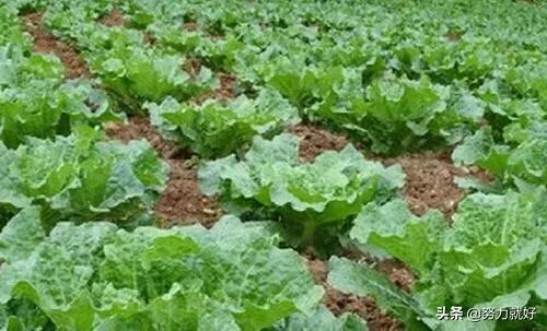 花叶芋根结线虫病:吊兰底部生长的疙瘩是什么？