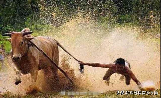 楚天宠物网btc:为什么说：“没有一次牛市，不坑人的？”？