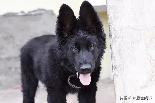 大型犬种类:什么大型狗又漂亮又厉害？ 大型犬种类及名称大全