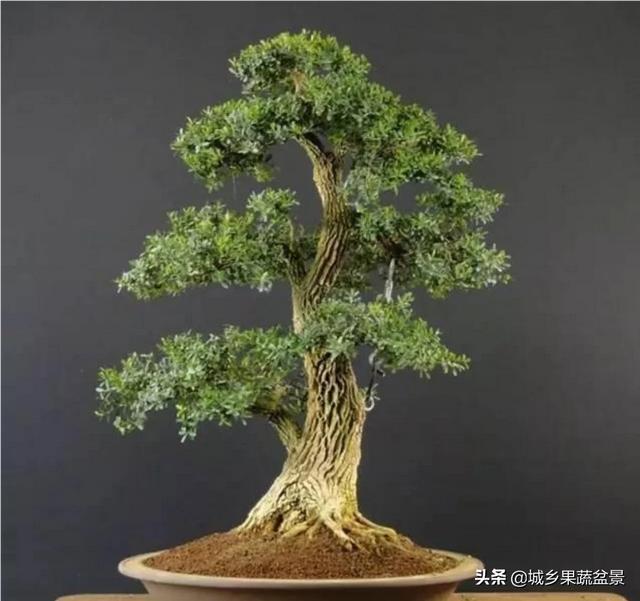 珍珠和雀舌黄杨哪个好:小叶黄杨是向阳出芽吗？怎么管理？