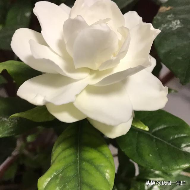 仙客来图片大全大图:脆弱却美丽无比的仙客来应该如何养护？
