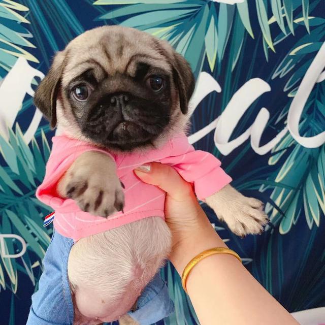 不爱叫适合家养的小型犬:小型犬，短毛，好训练，聪明，有这样的狗吗？
