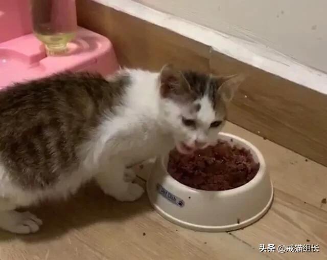 素力高金装官方授权店:怎么挑选适合猫咪的猫粮？ 金装素力高旗舰店