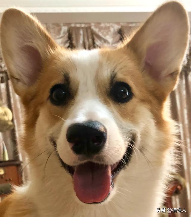 柯基犬幼犬:怎么分辨纯种柯基和串串柯基？