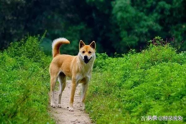 什么狗最护主人会拿命保护主人:遇到危险情况，哈士奇会保护主人吗？