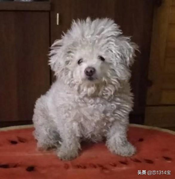 比熊犬图片:柯基、比熊、泰迪，哪个比较聪明好养呢？