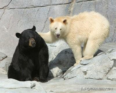 棕熊战斗力什么水平，棕熊和北极熊谁是终极猛兽之王