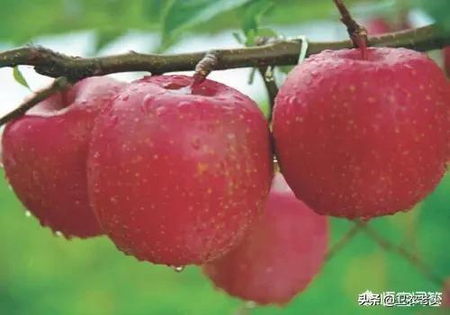什么瓜果的营养成分可以代替苹果？