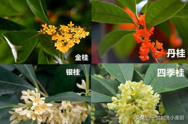 桂花树种子辨认:桂花树结的果实可以吃吗？