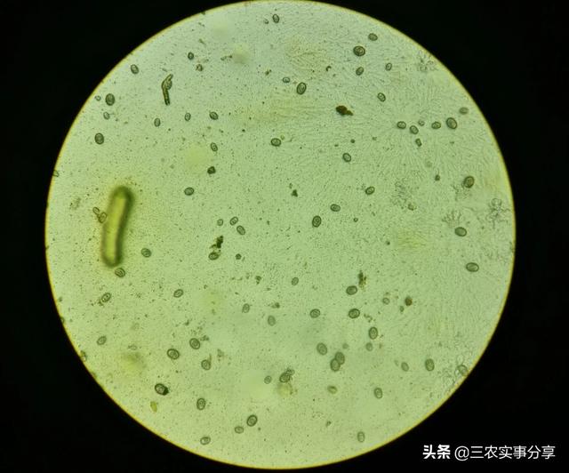 鸡球虫病:新型球虫疫苗有用吗？怎么样？