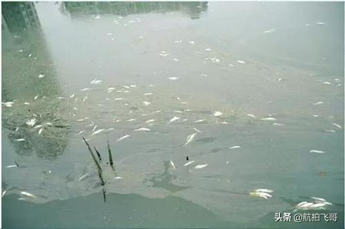 观赏水族疾病防治学:水产养殖常有中毒现象发生，该如何区分与应对？