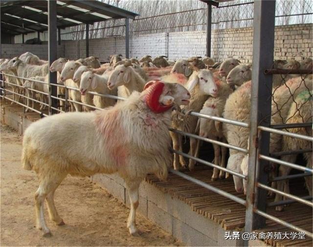 省内哪里能买到吐根堡山羊:黑龙江哪里买吐根堡山羊 刚买的羊就干咳，这是什么病因？