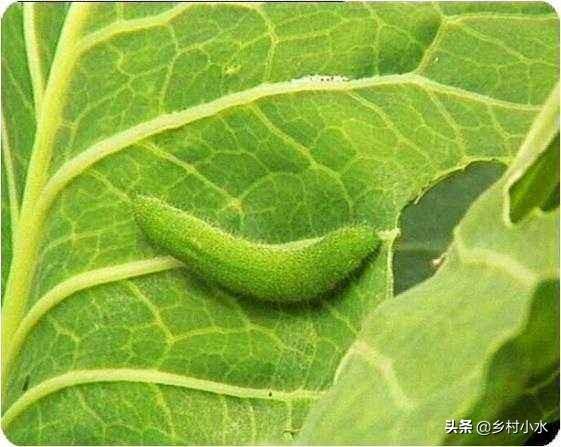 头条问答 如果青菜生虫了 不想打药怎么办 洗衣机生活百科的回答 0赞