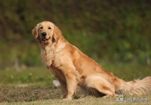 如何训练狗狗生人视频:如何训练狗狗在遛狗时就在你身边，不往前冲，也不扑人和到处闻？