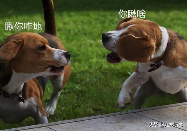 斗斗狗视频大型狗咬死:我们经常能看到两只狗打架，其真正的原因是什么？