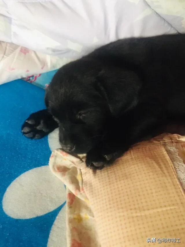 北京名仕犬业官网:如果你养的宠物生病了你会坚持为它治疗吗？你会嫌弃它吗？