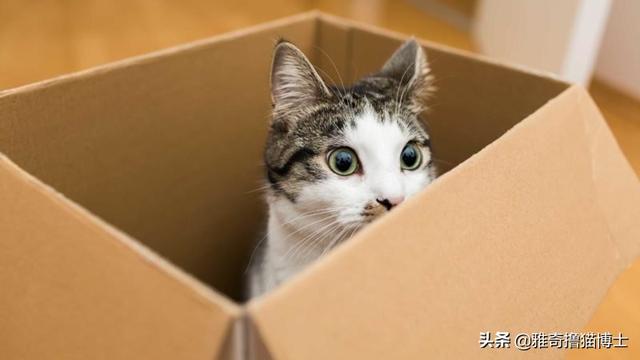 饲养猫论坛:如何养猫？为什么我养的猫一点都不乖啊？