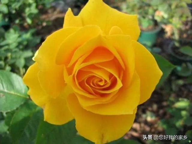 最香的几款月季品种是什么？插图88