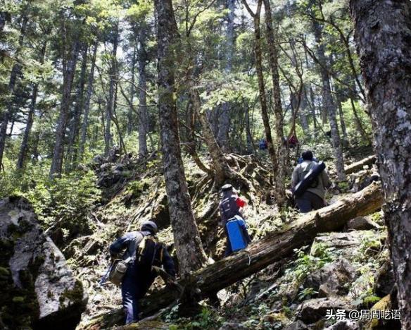 神农架住着600百岁的人，为什么中国“神农架”深处不被允许前往