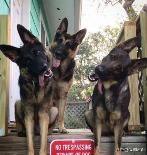 小型银狐犬图片:银狐犬最低价格是多少？你觉得怎么样？ 银狐犬小时候图片
